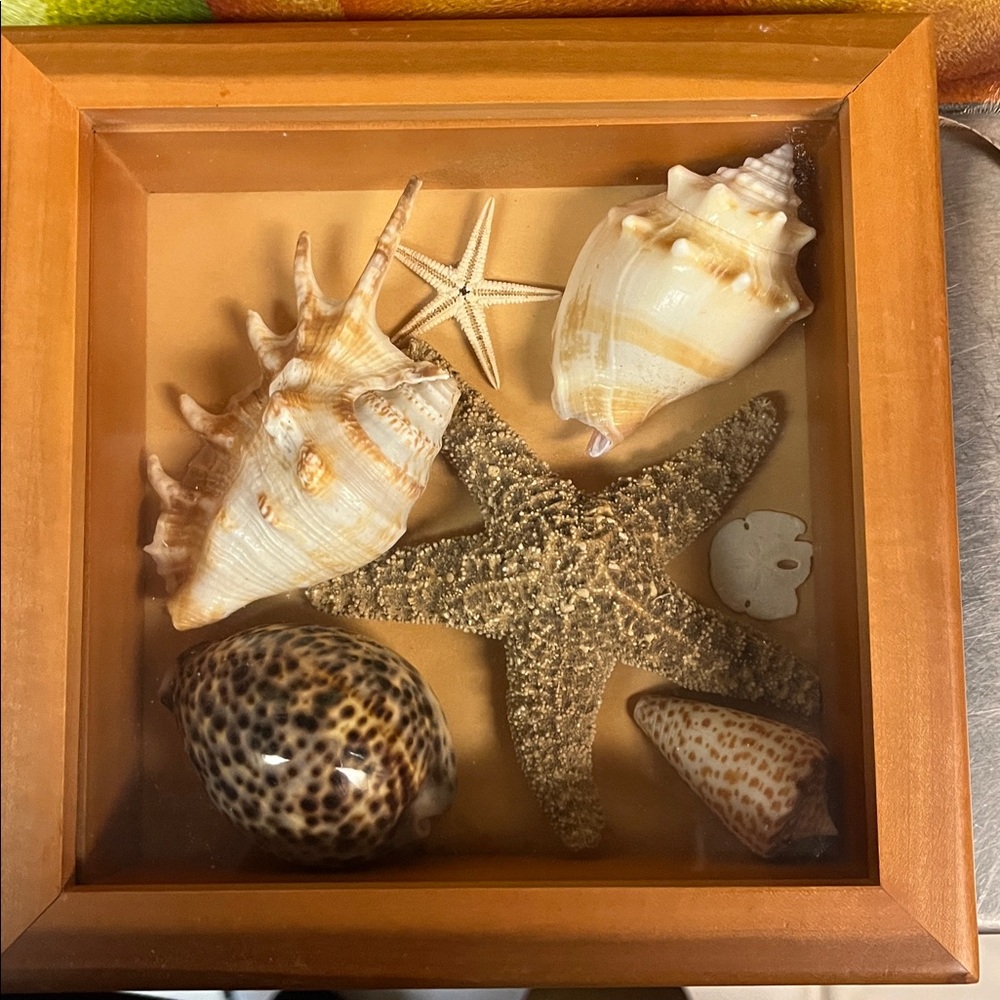 Framed Seashell and Starfish Decor